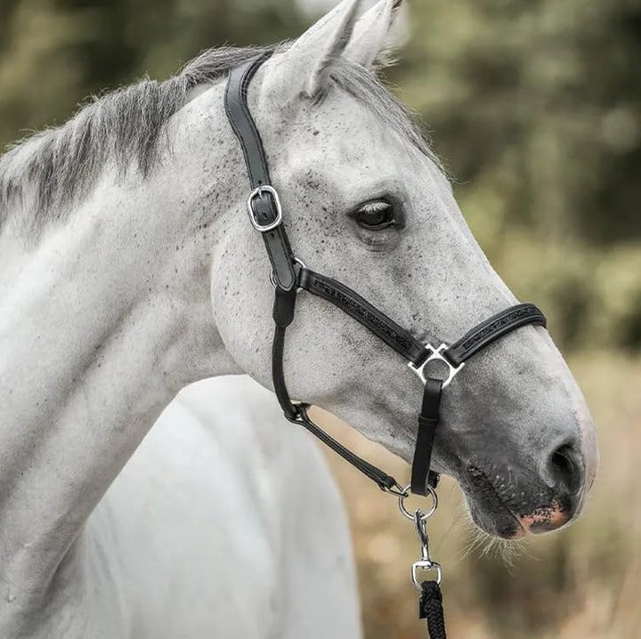 Calendrier de l'Avent Équitation - 2025